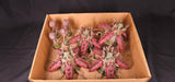 Warhammer 40,000 - Tyranids - Painted Sporocyst & Mucolid Spore Lot