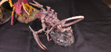 Warhammer 40,000 - Tyranids - Forge World Hierodules & Dimachaerons