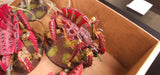 Warhammer 40,000 - Tyranids - Painted Monster Army
