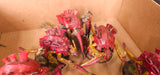 Warhammer 40,000 - Tyranids - Painted Monster Army #2