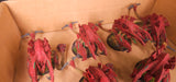 Warhammer 40,000 - Tyranids - Forge World Stone-Crusher Carnifex Lot
