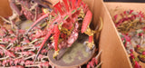 Warhammer 40,000 - Tyranids - Painted Tervigon & Swarm Army