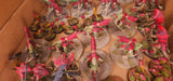 Warhammer 40,000 - Tyranids - Painted Tervigon & Swarm Army