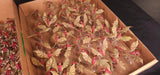 Warhammer 40,000 - Tyranids - Painted Swarm Army with Winged Hive Tyrant