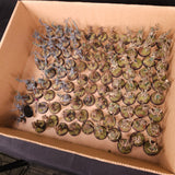 Age of Sigmar / The Old World - Sylvaneth / Wood Elf Realms - Painted Dryads