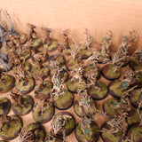 Age of Sigmar / The Old World - Sylvaneth / Wood Elf Realms - Painted Dryads