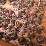 Age of Sigmar - Kruleboyz - Painted Infantry and Ranged Support