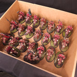 Age of Sigmar - Blades of Khorne - Painted Mighty Skullcrusher Cavalry