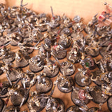 Age of Sigmar - Skaven - Brown Clanrat Horde And Night Runners