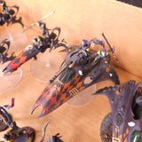 Harlequins L042 — detail or alternate view 3