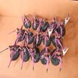 Hedonites of Slaanesh L052 — whole-lot overview