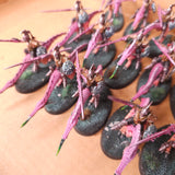 Hedonites of Slaanesh L052 — detail or alternate view 2