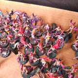Painted Daemonette Infantry Force - detail 5