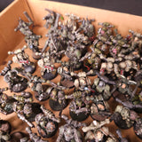 Plague Marines - Large Classic Collection - photograph 4, alternate view or detail