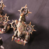Foetid Bloat-Drone Squadron - photograph 2, alternate view or detail