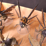 Plague Drones of Nurgle - photograph 5, alternate view or detail