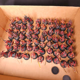 Large Painted Bloodletter Horde - entire lot overview