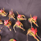 Tyranids - Warriors and Ripper Swarms - alternate or detail view 4